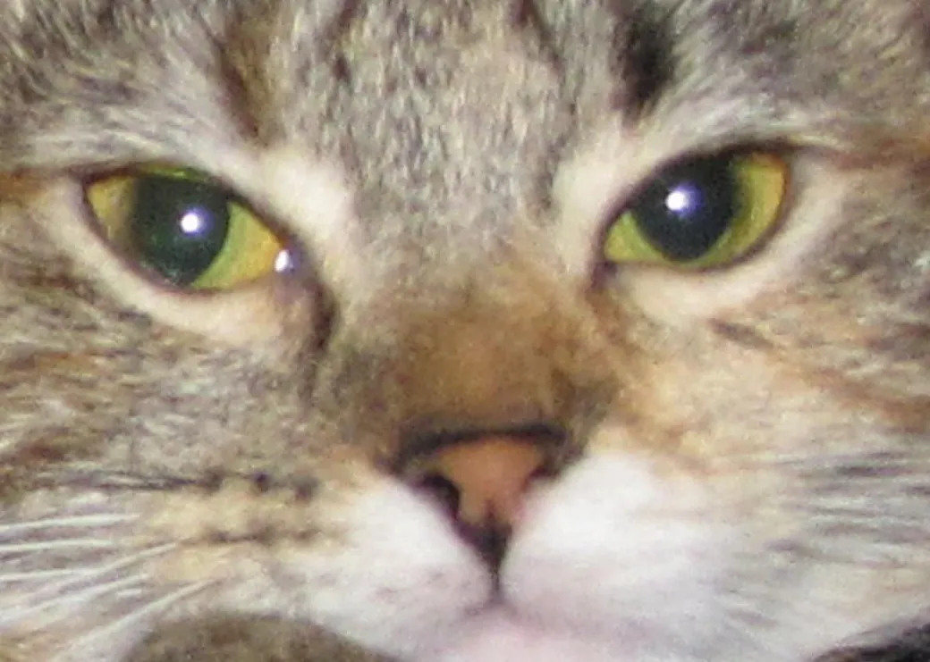 A tabby cat's face up close, green eyes staring right at you